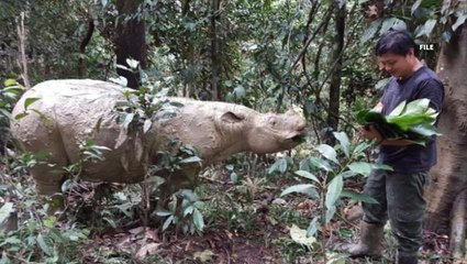 No eggs recovered from Puntung's ovaries