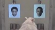 Eurek-baa: Scientists find sheep can recognise human faces