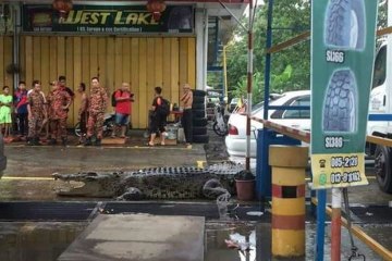 Giant crocodile caught in Limbang