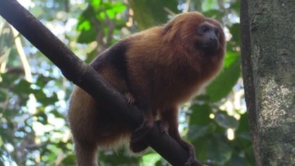 El mono más emblemático de Brasil podrá mantener su especie gracias a un viaducto