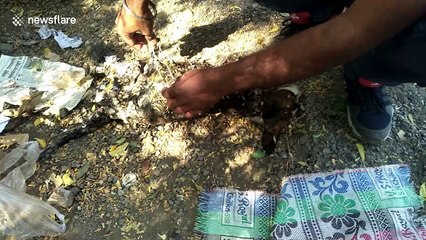 Dog is unrecognisable after being found covered with TAR in western India