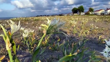 Nesli tükenmekte olan kum zambağı Kocaali sahillerini süslüyor - SAKARYA