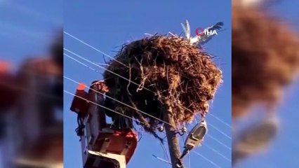 Enerji timleri bu kez leylek kurtardı