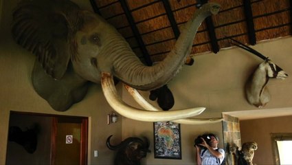 Trump halts decision on elephant trophy imports after uproar