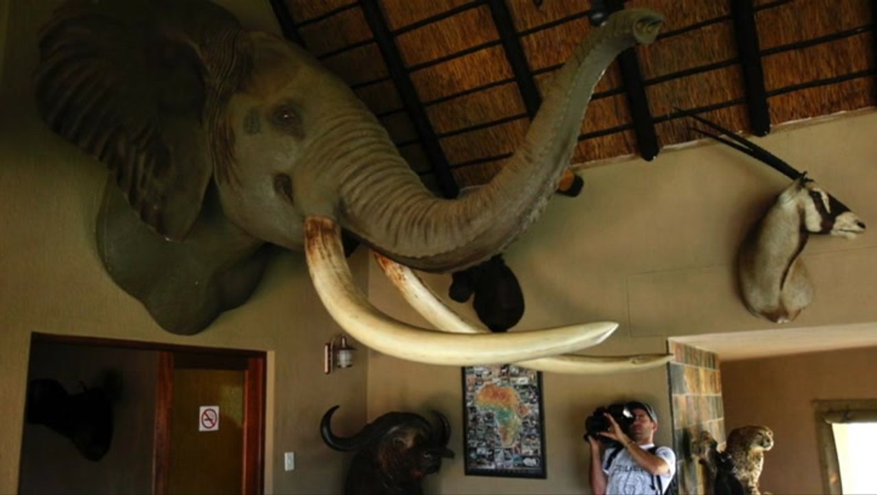 Trump halts decision on elephant trophy imports after uproar