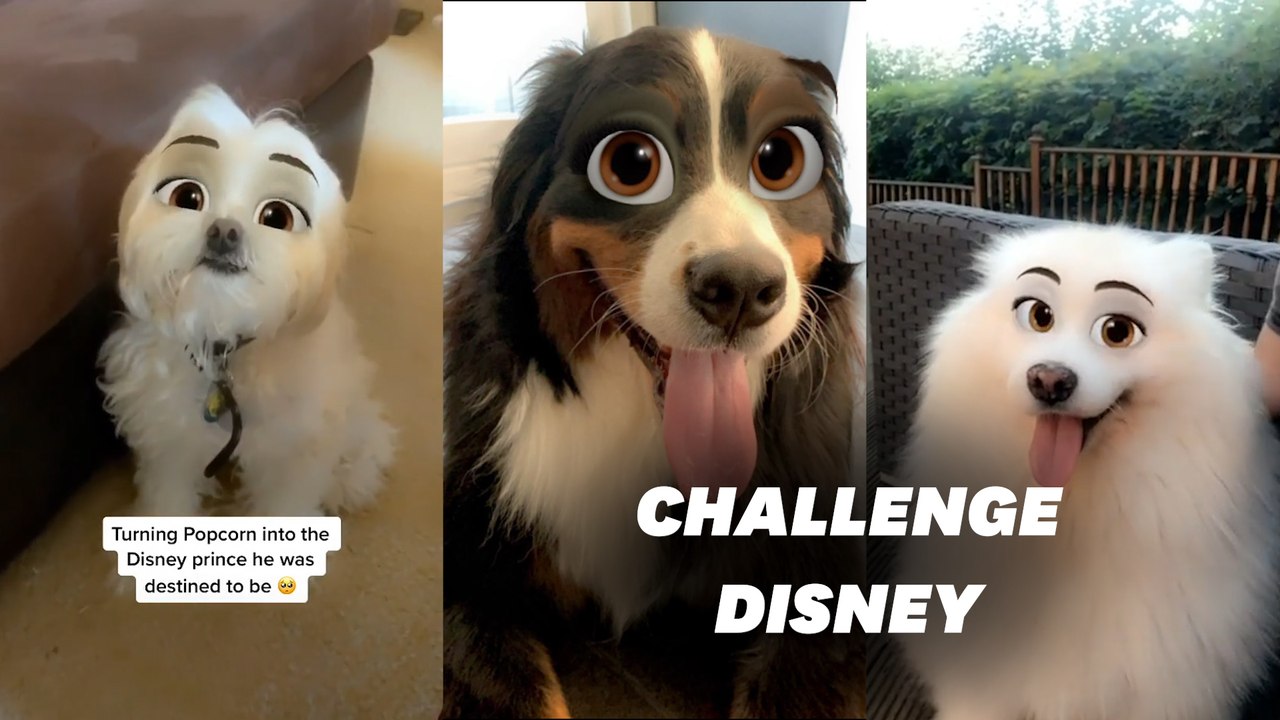 Le #dogdisneychallenge cartonne sur TikTok