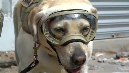 Frida the rescue dog emerges as a Mexico quake hero