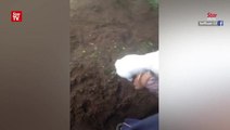 Cat refuses to leave grave