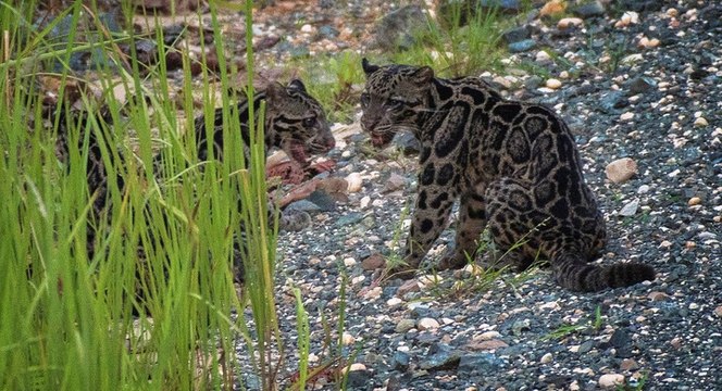 Rare leopards wandering in Sabah forest during the day
