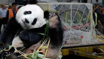 Selamat jalan, Nuan Nuan