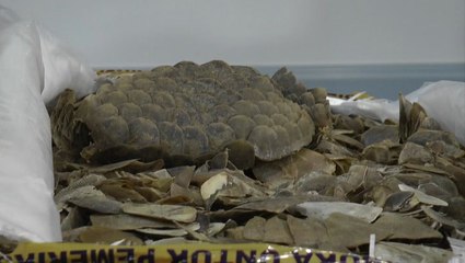 Pangolin scales worth more than RM4mil seized in KLIA
