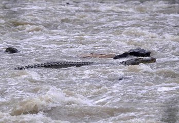 Croc spotted in Klang River