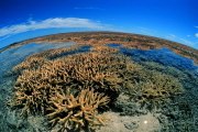 Coral spawning spectacle on the Great Barrier Reef