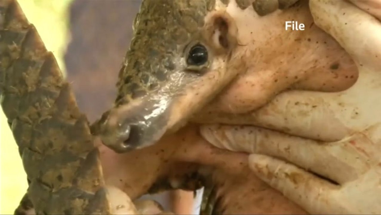 China seizes a record haul of pangolin scales