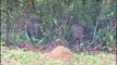 Pygmy elephant herd under-watch
