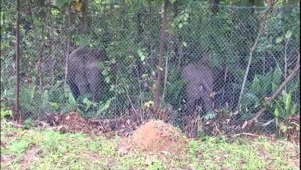 Pygmy elephant herd under-watch