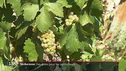 Sécheresse : des aides versées en avance pour soutenir les agriculteurs