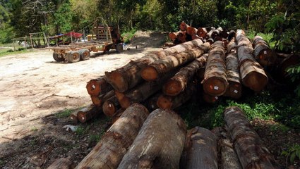 Logging activities is one of factors for Changlun’s flash floods