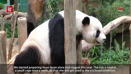 Adorable black-and-white ball of fur, Nuan Nuan can be a handful
