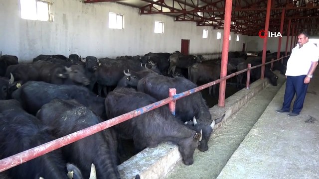 Devlet desteği ile kurulan manda işletmesi besicilerin gelir kapısı oldu