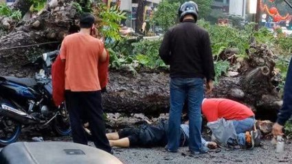 Man who crashed into uprooted tree near KLCC, dies