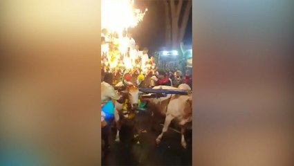 Bulls were treated humanely, says chettiars