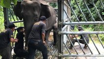 Less than half of 20 elephants captured after rampage