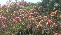 [NTV 260318] Plumeria flowers in full bloom in northern Thailand