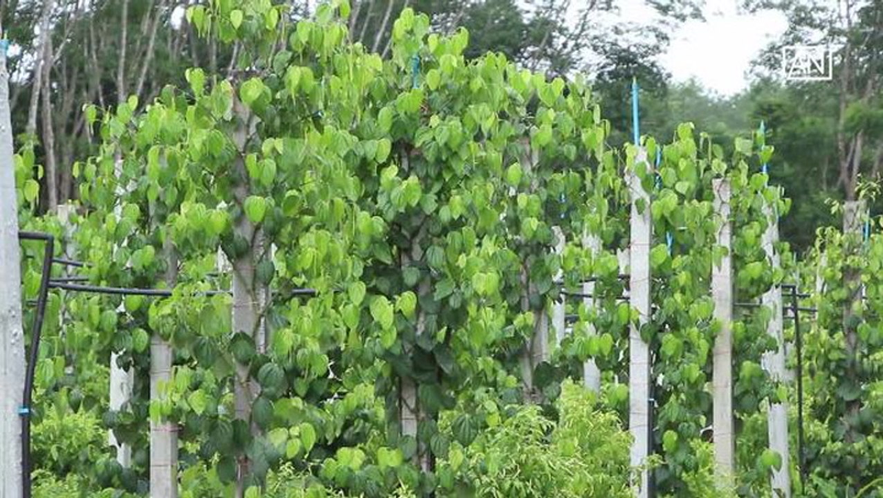 [NTV 020718] Farmers grow black pepper as alternative crop