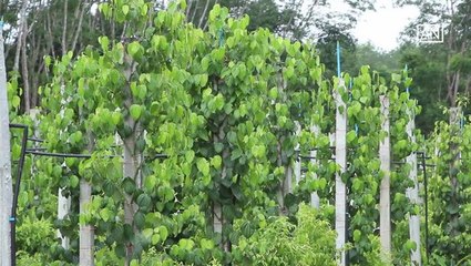 [NTV 020718] Farmers grow black pepper as alternative crop