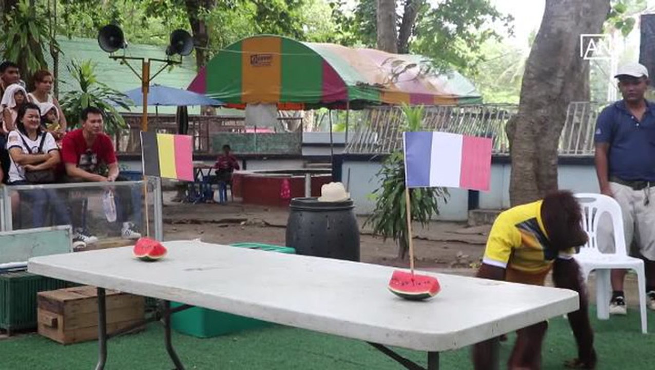 Orangutan forecasts World Cup quaterfinals