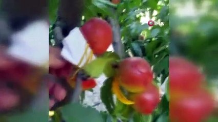 Yediği meyvenin parasını ağaca astı