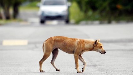 Dr Subra: Assume all dogs in Sarawak exposed to rabies