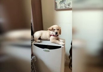 Puppy Perches on Top of Air Conditioner
