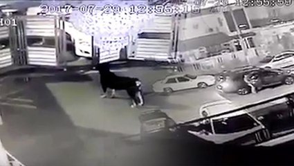 Pet dog chases away five would-be robbers
