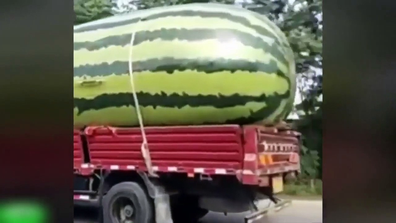 compilado de los videos mas graciosos del 2016 risas bromas comedia