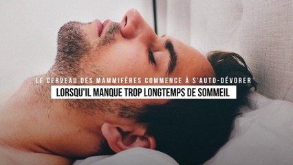 Le cerveau des mammifères commence à s’auto-dévorer lorsqu'il manque trop longtemps de sommeil