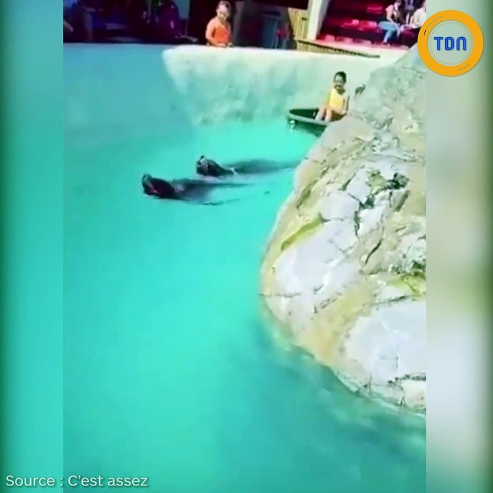 En Belgique, des enfants tractés par une otarie dans un parc animalier