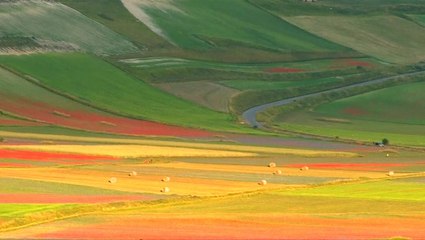 Flowers in full bloom as Italian plain erupts into color