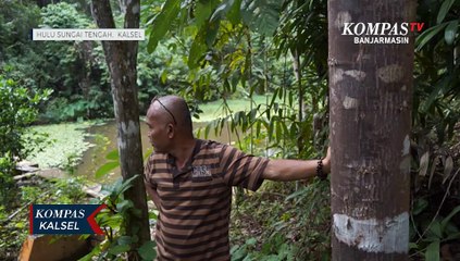 Sang Pelindung Pegunungan Meratus, Kodim Tanam Puluhan Ribu Pohon