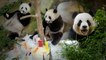 Giant panda Nuan Nuan celebrates second birthday