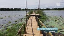 [NTV 040918] New bamboo bridge over old pond gains popularity