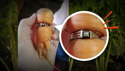 Long-lost ring reemerges...on a carrot