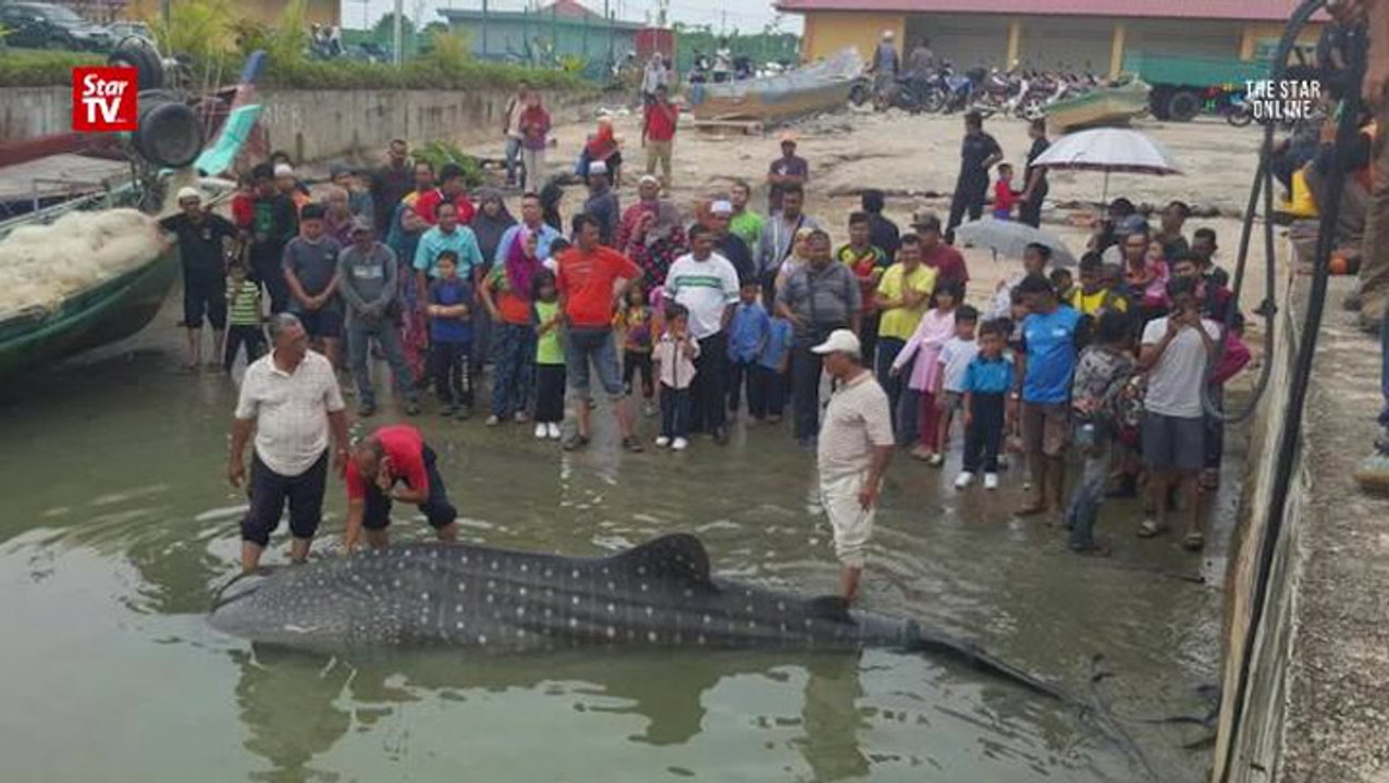 Entangled whale shark freed