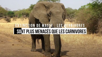 Extinction de masse : les herbivores sont plus menacés que les carnivores