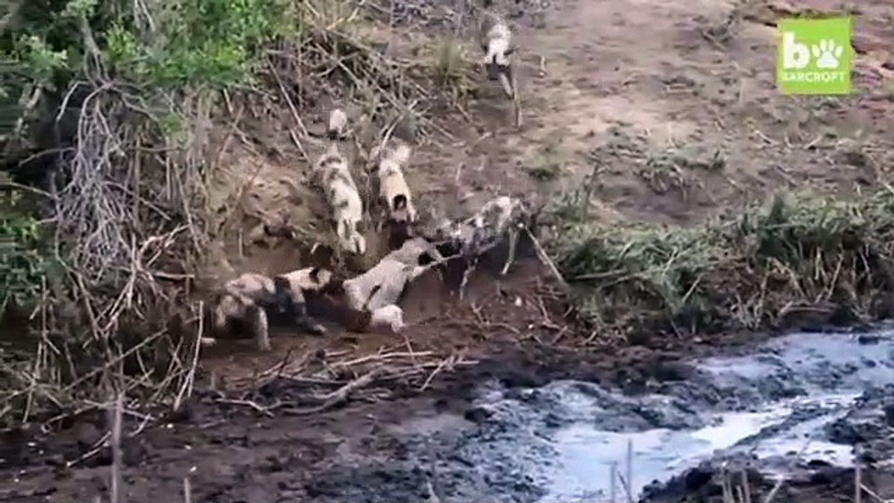 Il sauve une antilope d’une bande de prédateurs, et finit par la manger