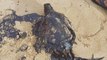 Dead green turtle found covered in  oil slick in Pulau Tioman, Pahang