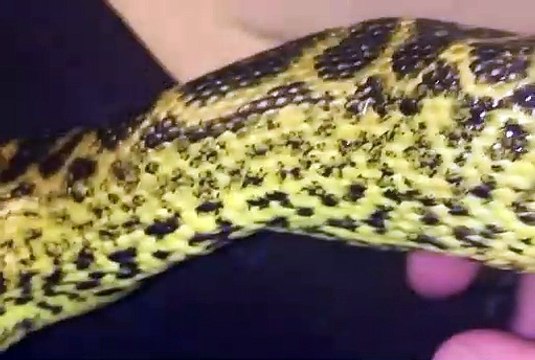 Ce serpent gourmand aime bien les doigts de son maitre... miam