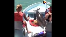 Un jeune dauphin finit à bord d'un bateau
