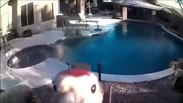 Cet oiseau déteste les caméras de surveillance